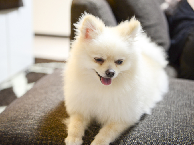 ▲柴犬カットとよばれるトリミングスタイルが流行ったんだよ。ポメラニアンなのに、柴犬カット……人間って、たまに理解できないよね