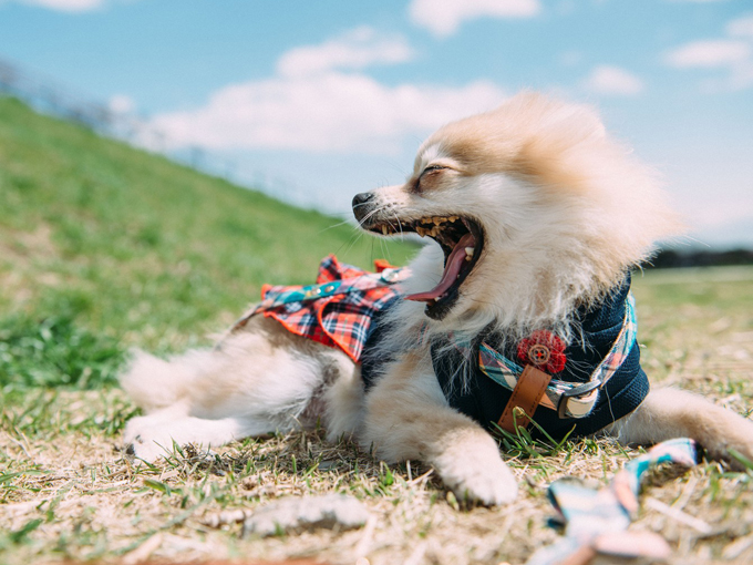 ▲愛されるには理由がある！ 可愛いだけじゃなくて、プラスαの飼いやすさだったり、運転しやすかったりしないとねっ！ 人間って欲張りだね～