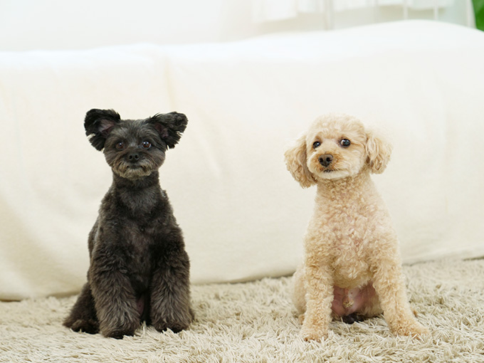 やついいちろうさんと愛犬のこぶし